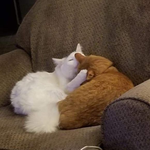 Meet your Posher, Susan - Picture 1 of 1